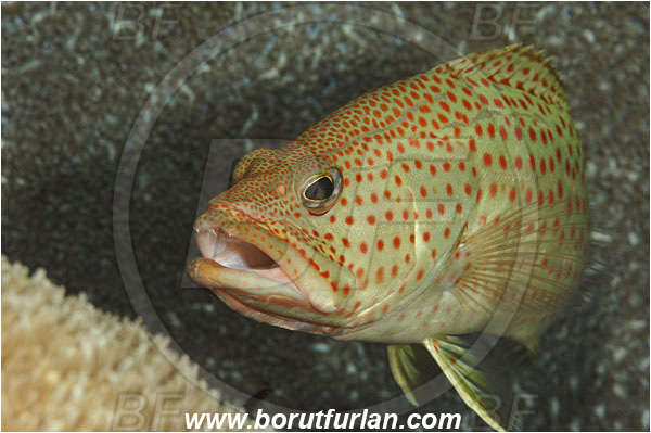 Fak Fak, Papua, Indonesia, Anyperodon leucogrammicus, Anyperodon, Serranidae, Slender Grouper, Grouper, Fish, Portrait