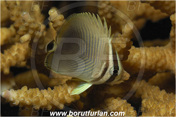 Fak Fak, Papua, Indonesia, Chaetodon baronessa, Chaetodon, Chaetodontidae, Eastern triangle butterflyfish, Butterflyfish, Fish