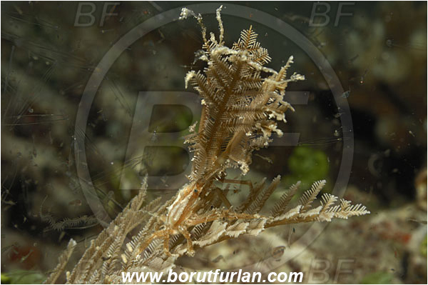 Fak Fak, Papua, Indonesia, Hyastenus bispinosus, Hyastenus, Epialtidae, Decapoda, Hydroid crab, Crab, Crustacea, Crustacean