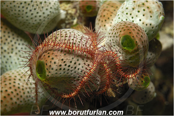 Fak Fak, Papua, Indonesia, Atriolum robustum, Atriolum, Didemnidae, Tunicata, Tunicate, Colonial tunicate, Colonial sea squirt, Robust sea squirt, Ophiothrix sp., Ophiothrix, Ophiotrichidae, Brittlestar, Ophiuroidea, Echinodermata, Echinoderm