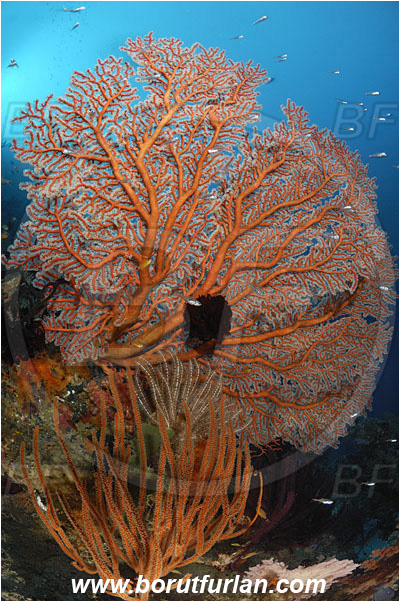 Raja Ampat, Papua, Indonesia, Semperina rubra, Semperina, Anthothelidae, Red sea fan, Sea fan, Coral, Cnidaria, Cnidarian, Reef