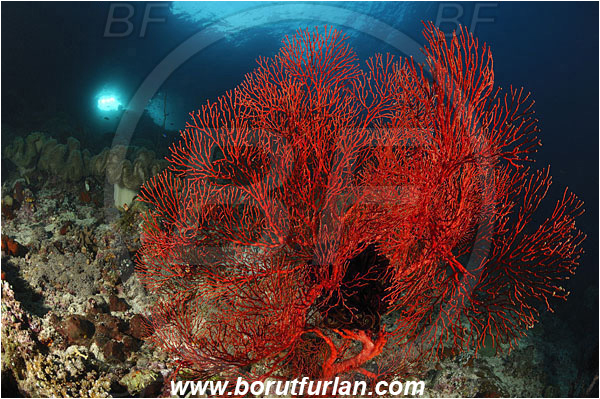 Raja Ampat, Papua, Indonesia, Melithaea sp., Melithaea, Melithaeidae, Sea fan, Coral, Cnidaria, Cnidarian, Reef, Window