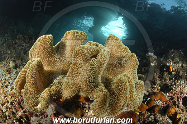 Raja Ampat, Papua, Indonesia, Sarcophyton sp., Sarcophyton, Alcyoniidae, Anthozoa, Cnidaria, Cnidarian, Mushroom Leather Coral, Leather Coral, Coral, Reef, Window