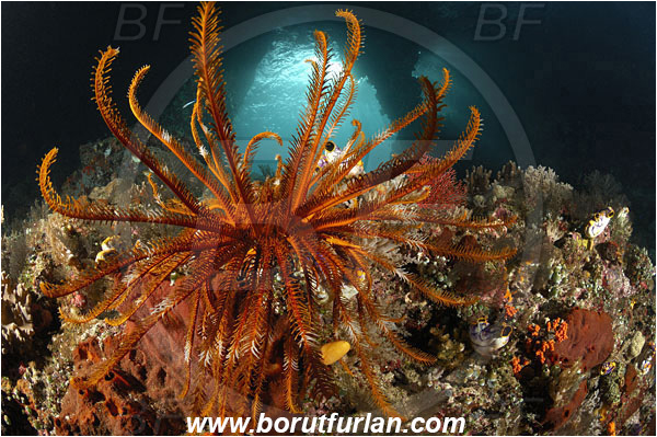 Raja Ampat, Papua, Indonesia, Crinoid, Crinoidea, Feather star, Echinodermata, Echinoderm, Reef, Window