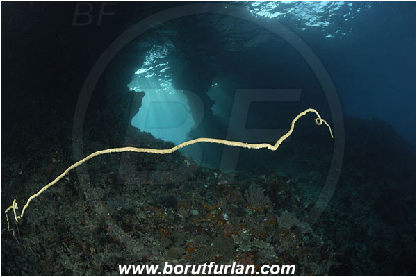 Raja Ampat, Papua, Indonesia, Cirripathes sp., Cirripathes, Antipathidae, Wire coral, Whip coral, Cnidarian, Cnidaria, Reef, Window