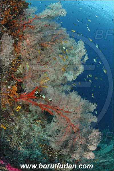 Raja Ampat, Papua, Indonesia, Melithaea sp., Melithaea, Sea fan, Coral, Cnidaria, Cnidarian, Reef, Melithaeidae