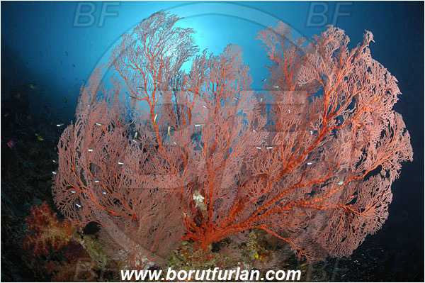 Raja Ampat, Papua, Indonesia, Melithaea sp., Melithaea, Melithaeidae, Sea fan, Coral, Cnidaria, Cnidarian, Reef