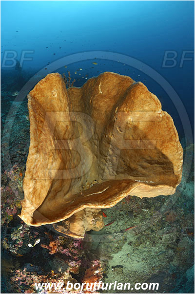 Raja Ampat, Papua, Indonesia, Diacarnus sp., Diacarnus, Podospongiidae, Sponge, Porifera, Reef