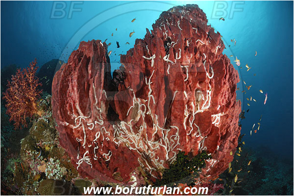 Raja Ampat, Papua, Indonesia, Xestospongia testudinaria, Xestospongia, Petrosiidae, Red Barrel Sponge, Sponge, Porifera, Reef