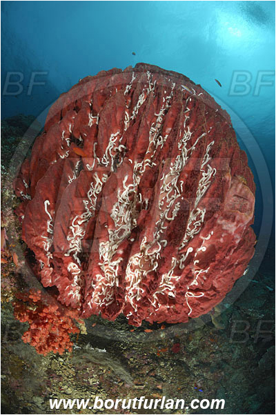 Raja Ampat, Papua, Indonesia, Xestospongia testudinaria, Xestospongia, Petrosiidae, Red Barrel Sponge, Sponge, Porifera, Reef