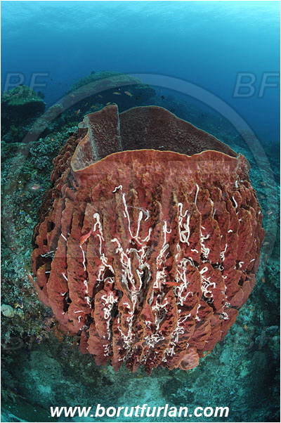 Raja Ampat, Papua, Indonesia, Xestospongia testudinaria, Xestospongia, Petrosiidae, Red Barrel Sponge, Sponge, Porifera, Reef