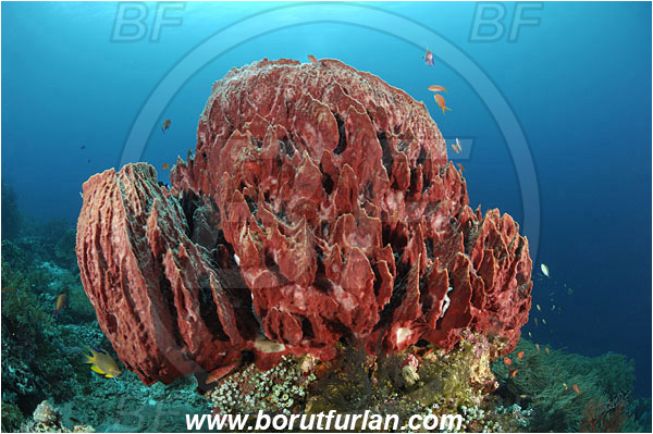 Raja Ampat, Papua, Indonesia, Xestospongia testudinaria, Xestospongia, Petrosiidae, Red Barrel Sponge, Sponge, Porifera, Reef