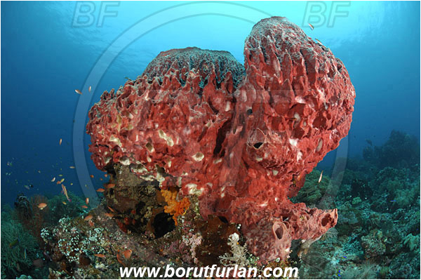 Raja Ampat, Papua, Indonesia, Xestospongia testudinaria, Xestospongia, Petrosiidae, Red Barrel Sponge, Sponge, Porifera, Reef