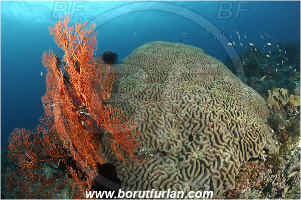Raja Ampat, Papua, Indonesia, Melithaea sp., Melithaea, Melithaeidae, Sea fan, Coral, Cnidaria, Cnidarian, Platygyra sp., Platygyra, Meandrinidae, Brain coral, Hard coral, Reef