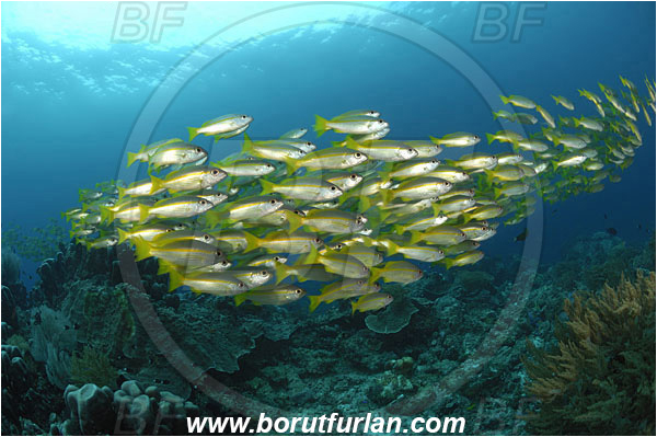 Raja Ampat, Papua, Indonesia, Lutjanus lutjanus, Lutjanus, Lutjanidae, Bigeye Snapper, Snapper, Fish, Fish school, Reef