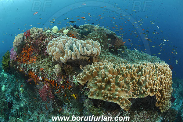 Raja Ampat, Papua, Indonesia, Sinularia sp., Sinularia, Digitate leather coral, Leather coral, Coral, Cnidaria, Cnidarian, Reef, Alcyoniidae