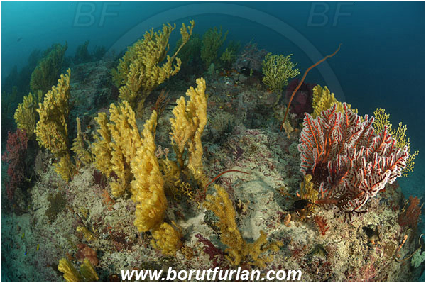 Triton bay, Papua, Indonesia, Anthozoa, Cnidaria, Cnidarian, Sea fan, Gorgonian, Coral, Reef