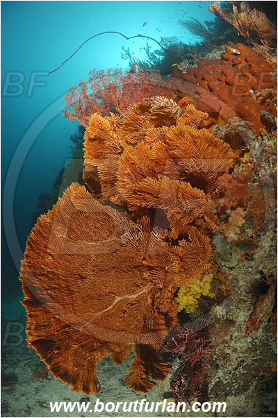 Raja Ampat, Papua, Indonesia, Annella mollis, Annella, Subergorgiidae, Gorgonian Sea Fan, Giant Sea Fan, Gorgonia, Sea fan, Coral, Cnidaria, Cnidarian, Reef