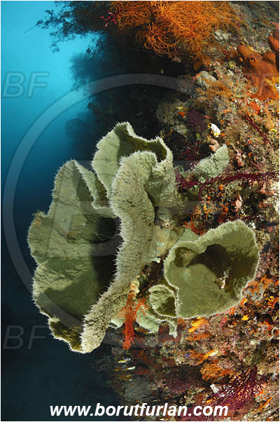 Raja Ampat, Papua, Indonesia, Callyspongia sp., Callyspongia, Callyspongiidae, Porifera, Vase Sponge, Sponge, Reef, Wall