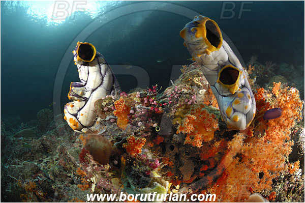 Raja Ampat, Papua, Indonesia, Polycarpa aurata, Polycarpa, Styelidae, Tunicata, Golden Sea Squirt, Tunicate, Reef