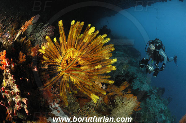 Raja Ampat, Papua, Indonesia, Crinoid, Crinoidea, Feather star, Echinodermata, Echinoderm, Reef, Diver, Underwater photographer