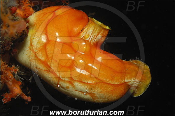 Raja Ampat, Papua, Indonesia, Polycarpa aurata, Polycarpa, Styelidae, Tunicata, Golden Sea Squirt, Tunicate