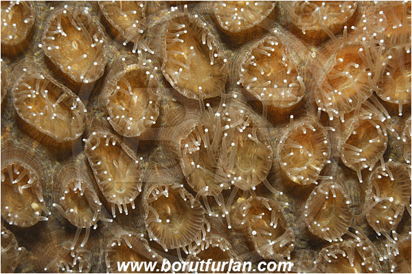 Raja Ampat, Papua, Indonesia, Montastraea sp., Montastraea, Montastraeidae, Coral, Anthozoa, Cnidaria, Cnidarian, Abstract