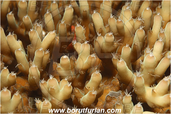 Raja Ampat, Papua, Indonesia, Acropora sp., Acropora, Acroporidae, Coral, Anthozoa, Cnidaria, Cnidarian, Abstract