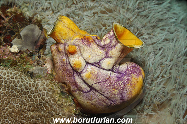 Raja Ampat, Papua, Indonesia, Polycarpa aurata, Polycarpa, Styelidae, Tunicata, Golden Sea Squirt, Tunicate