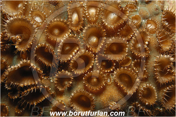 Raja Ampat, Papua, Indonesia, Montastraea sp., Montastraea, Montastraeidae, Coral, Anthozoa, Cnidaria, Cnidarian, Abstract