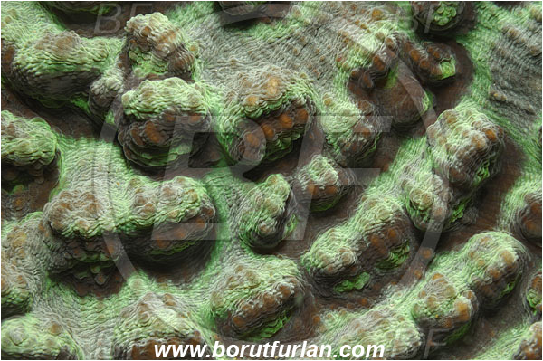 Raja Ampat, Papua, Indonesia, Leptoseris sp., Leptoseris, Agariciidae, Coral, Anthozoa, Cnidaria, Cnidarian, Abstract