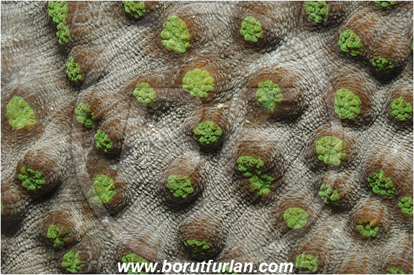 Raja Ampat, Papua, Indonesia, Leptoseris sp., Leptoseris, Agariciidae, Coral, Anthozoa, Cnidaria, Cnidarian, Abstract