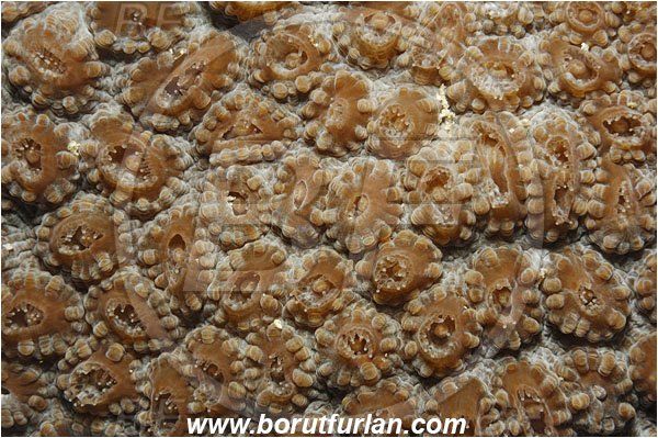 Raja Ampat, Papua, Indonesia, Montastraea sp., Montastraea, Montastraeidae, Coral, Anthozoa, Cnidaria, Cnidarian, Abstract