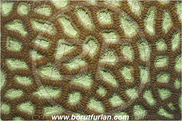 Raja Ampat, Papua, Indonesia, Favia lacuna, Favia, Faviidae, Coral, Anthozoa, Cnidaria, Cnidarian, Abstract