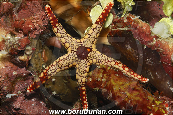 Raja Ampat, Papua, Indonesia, Fromia monilis, Fromia, Goniasteridae, Mesh Starfish, Starfish, Asteroidea, Echinodermata, Echinoderm