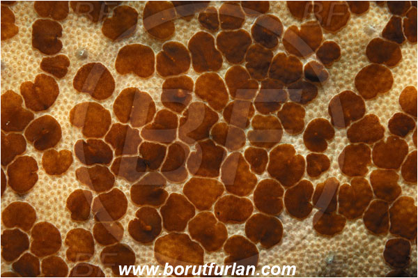 Raja Ampat, Papua, Indonesia, Waminoa sp., Waminoa, Convolutidae, Acoela Flatworm, Flatworm, Acoelomorpha