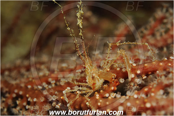 Raja Ampat, Papua, Indonesia, Naxioides sp., Naxioides, Epialtidae, Decapoda, Decorater Crab, Crab, Crustacea, Crustacean