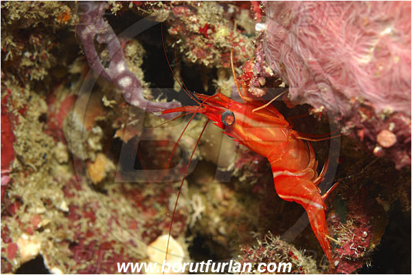 Raja Ampat, Papua, Indonesia, Cinetorhynchus concolor, Cinetorhynchus, Rhynchocinetidae, Decapoda, Orange hingebeak, Shrimp, Crustacea, Crustacean