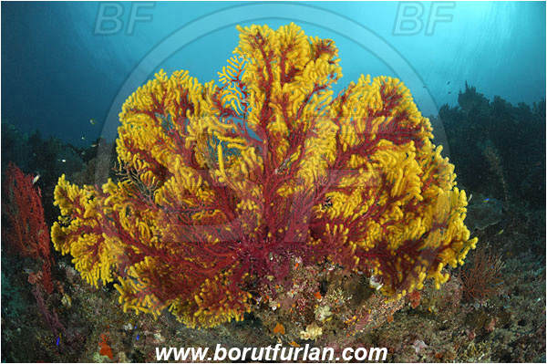 Raja Ampat, Papua, Indonesia, Euplexaura sp., Euplexaura, Plexauridae, Sea fan, Coral, Cnidaria, Cnidarian, Reef