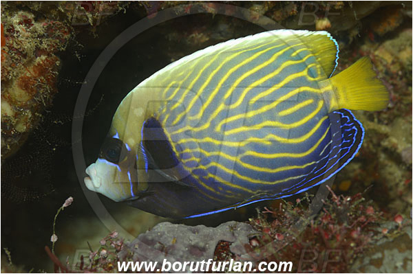 Raja Ampat, Papua, Indonesia, Pomacanthus imperator, Pomacanthus, Pomacanthidae, Emperor Angelfish, Angelfish, Fish, Intermediate