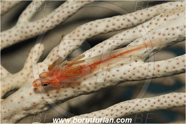 Raja Ampat, Papua, Indonesia, Bryaninops sp., Bryaninops, Goby, Gobiidae, Fish, Parasite, Parasitism