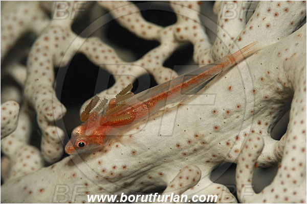 Raja Ampat, Papua, Indonesia, Bryaninops sp., Bryaninops, Goby, Gobiidae, Fish, Parasite, Parasitism