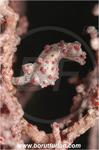 Raja Ampat, Papua, Indonesia, Hippocampus bargibanti, Hippocampus, Syngnathidae, Bargibanti Pygmy Seahorse, Pygmy seahorse, Seahorse, Fish