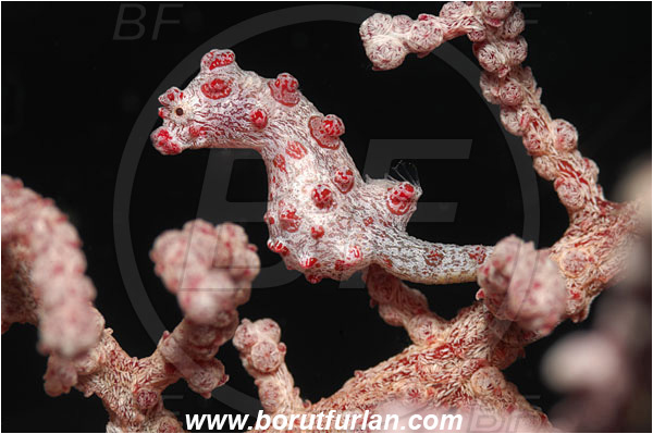 Raja Ampat, Papua, Indonesia, Hippocampus bargibanti, Hippocampus, Syngnathidae, Bargibanti Pygmy Seahorse, Pygmy seahorse, Seahorse, Fish