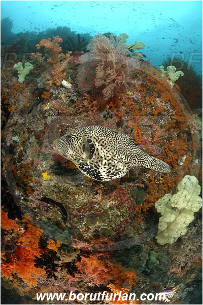 Raja Ampat, Papua, Indonesia, Arothron mappa, Arothron, Tetraodontidae, Map puffer, Puffer, Fish, Reef
