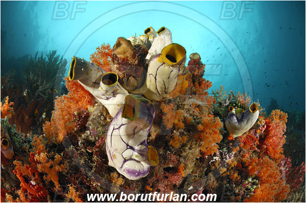 Raja Ampat, Papua, Indonesia, Polycarpa aurata, Polycarpa, Styelidae, Tunicata, Golden Sea Squirt, Tunicate, Reef