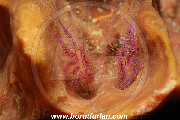 Raja Ampat, Papua, Indonesia, Lauriea siagiani, Lauriea, Galatheidae, Decapoda, Hairy Squat Lobster, Squat lobster, Crustacea, Crustacean