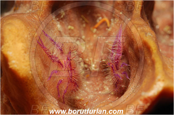 Raja Ampat, Papua, Indonesia, Lauriea siagiani, Lauriea, Galatheidae, Decapoda, Hairy Squat Lobster, Squat lobster, Crustacea, Crustacean