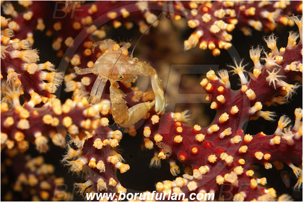 Raja Ampat, Papua, Indonesia, Porcellanella sp., Porcellanella, Porcellanidae, Decapoda, Crustacea, Crustacean, Porcelain crab, Crab