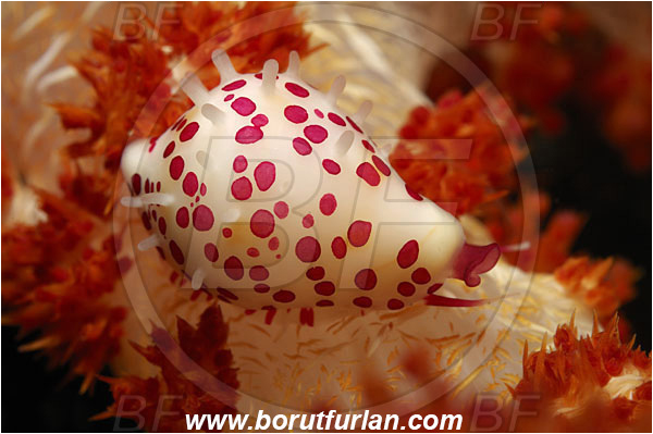 Raja Ampat, Papua, Indonesia, Pseudosimnia marginata, Pseudosimnia, Ovulidae, Cowry, Sea snail, Gastropoda, Mollusca, Mollusc